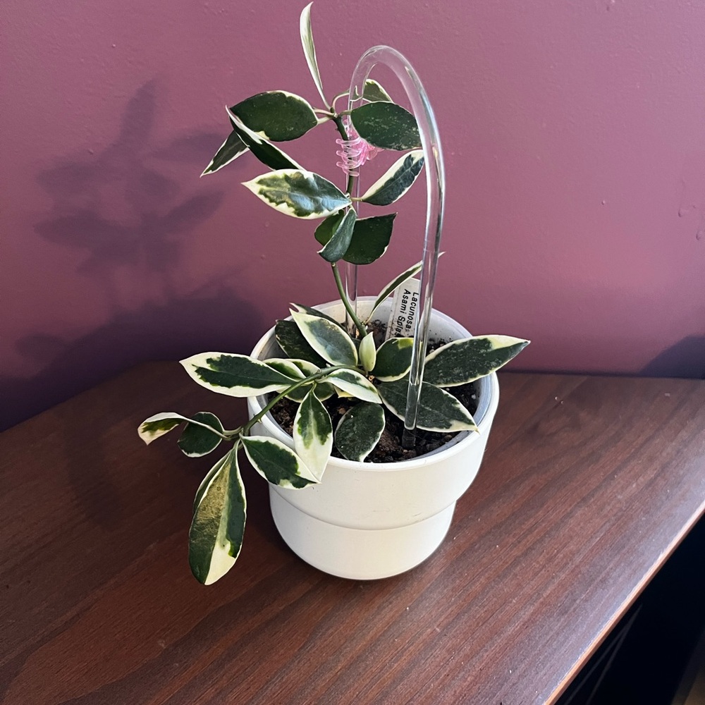 Hoya Lacunosa Asami Splash